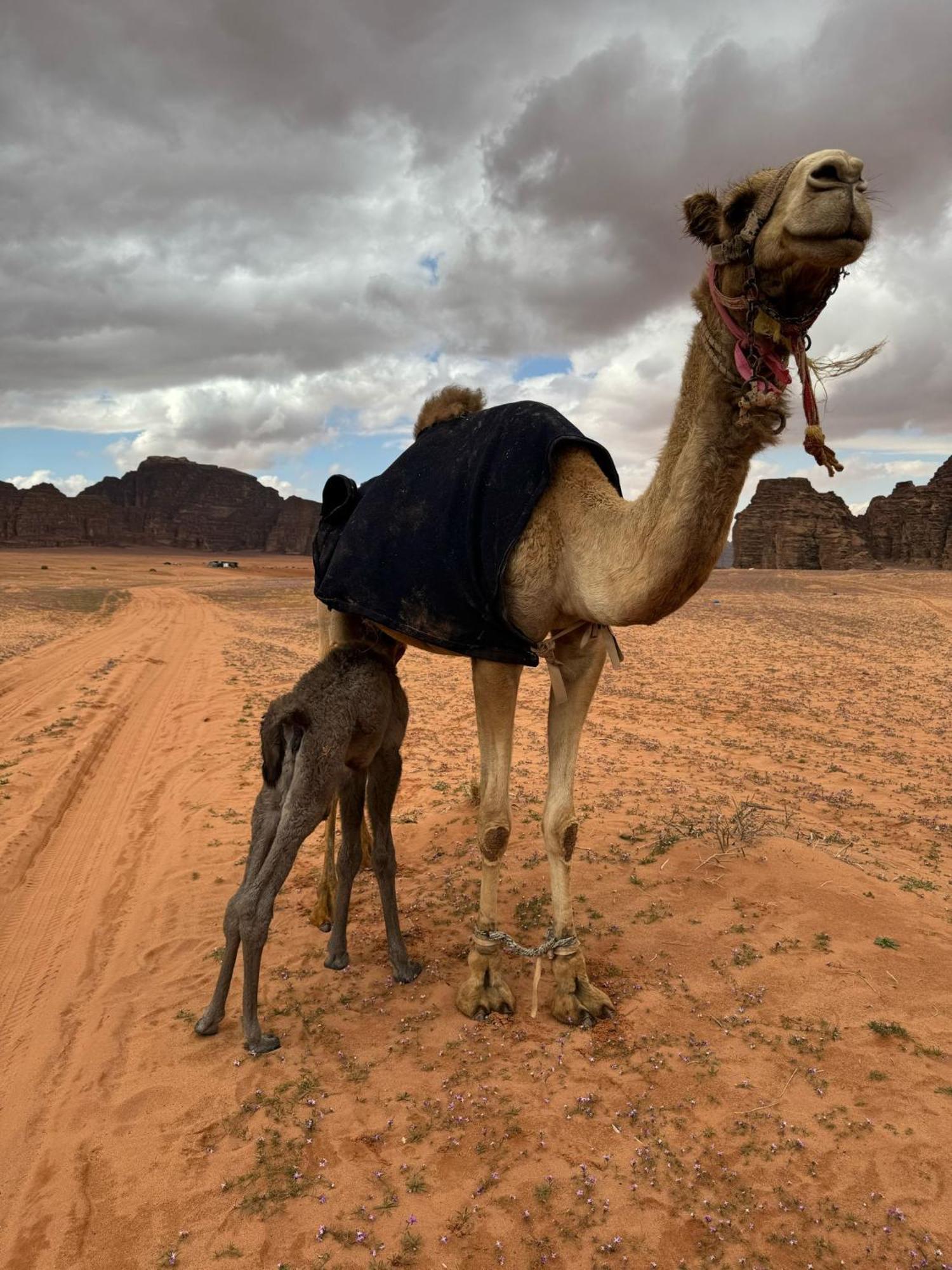 Sunrise Luxury Camp Hotel Wadi Rum Exterior foto